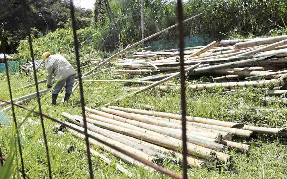 Marsella aplicará proyecto piloto de núcleos forestales productivos de guadua