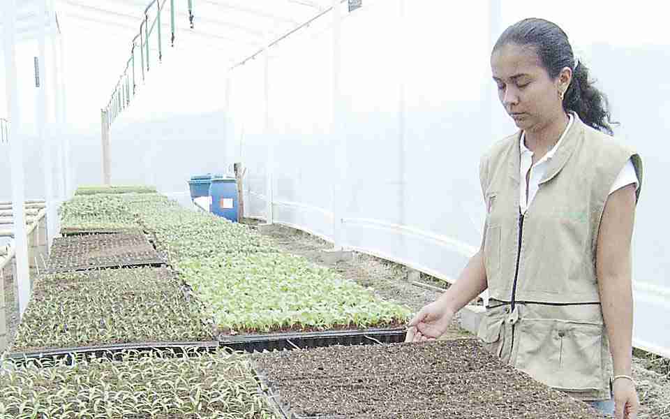 Proyección agroindustrial fortalecerá la economía en Risaralda