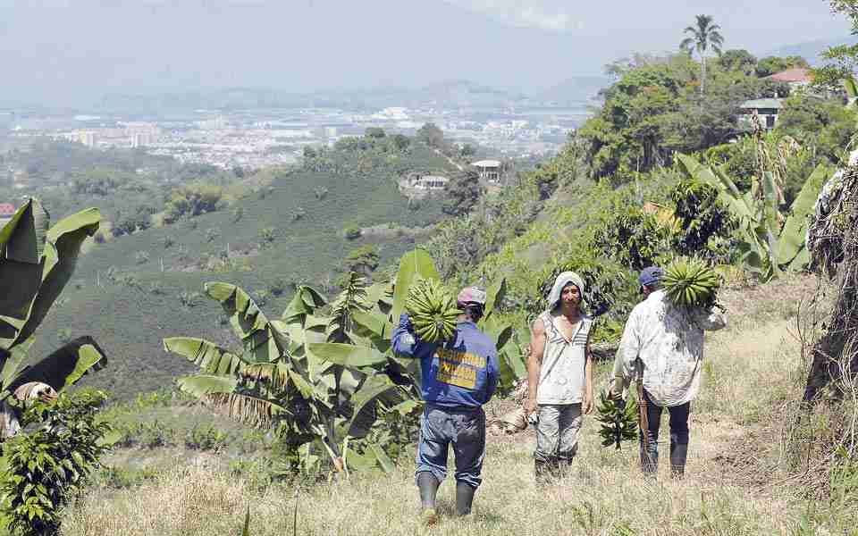 Campo risaraldense se ha fortalecido en los últimos cuatro años