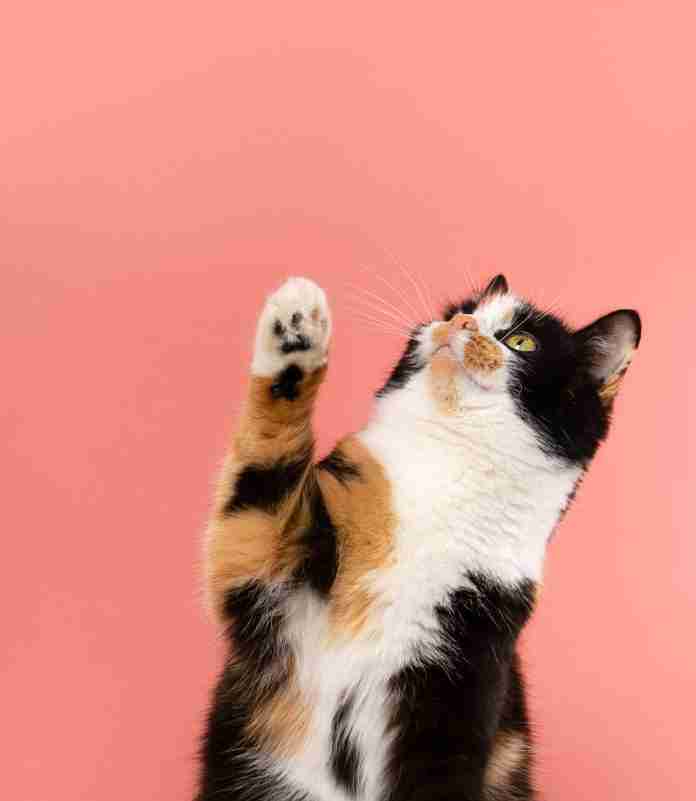 Hoy 20 de febrero es el día del gato