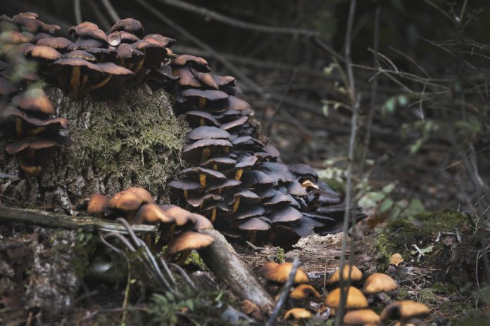 El cambio climático amenaza la simbiosis entre árboles y hongos