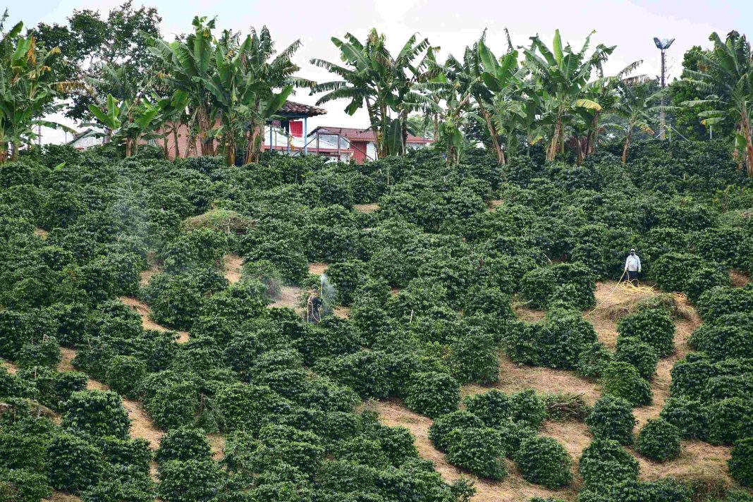 Paisaje Cultural Cafetero